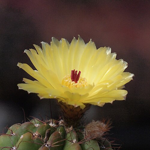 Cactus: Notocactus ottonis