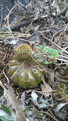 Cactus (Parodia ottonis)
