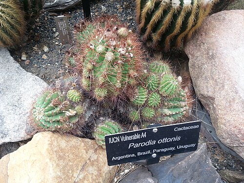 Cactus: Parodia ottonis growing at the Washington D.C. Botanical garden.