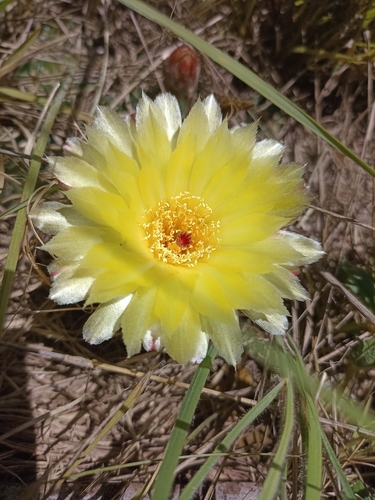 Cactus (Parodia ottonis)