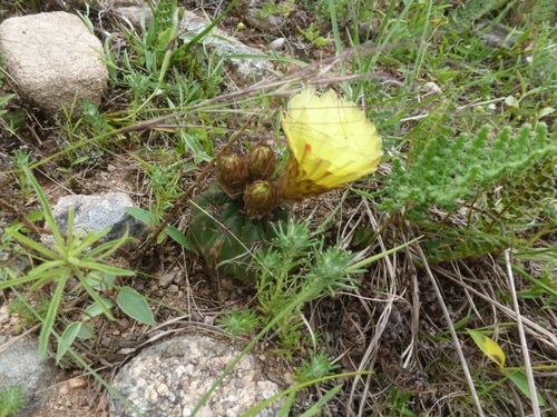 Cactus (Parodia ottonis)