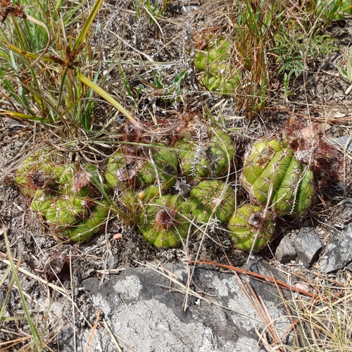 Cactus (Parodia ottonis)