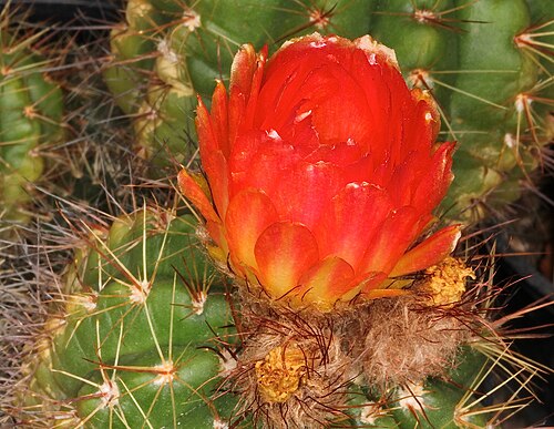 Cactus: Parodia ottonis ssp. ottonis