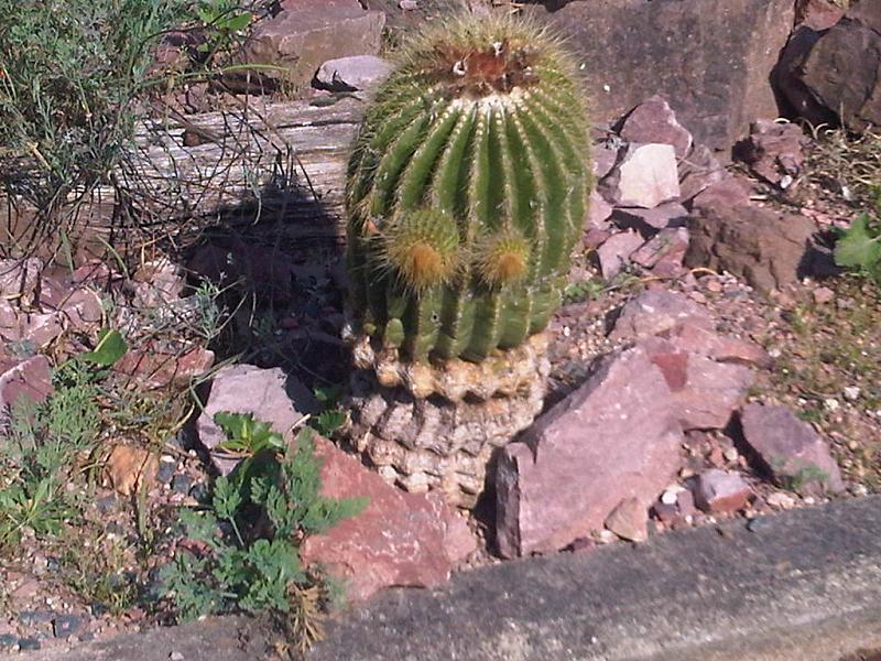 Cactus: Parodia schumanniana at Kew Gardens, England.