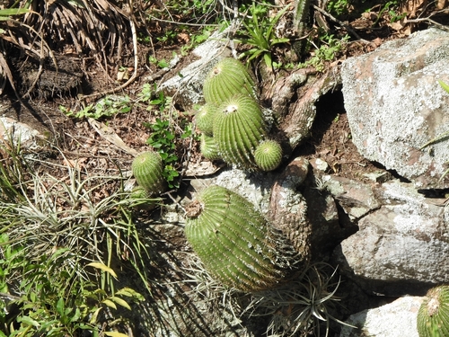 Cactus (Parodia schumanniana)