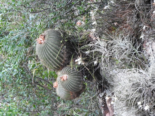 Cactus (Parodia schumanniana)