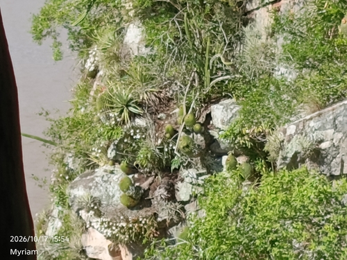 Cactus (Parodia schumanniana)
