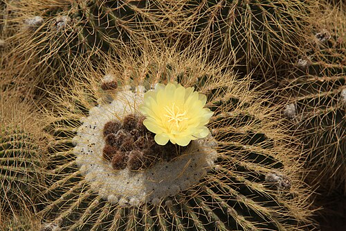 Cactus: Parodia schumanniana in the Oasis Park in La Lajita, Pájara , Fuerteventura, Canary Islands