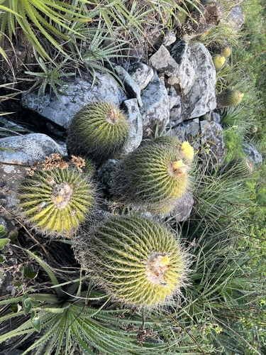Cactus (Parodia schumanniana)