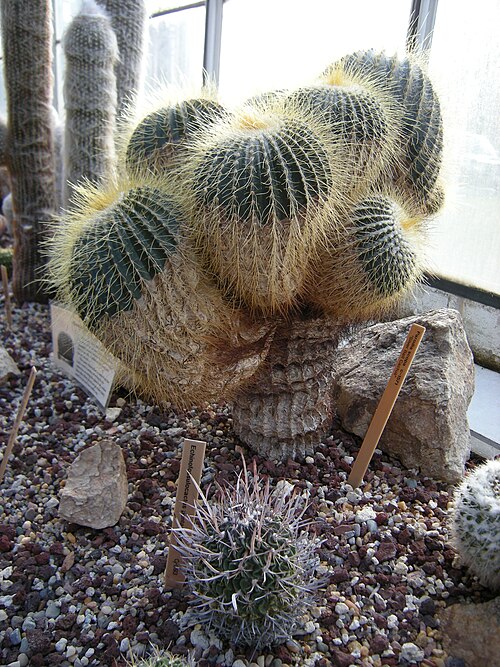 Cactus: Parodia schumanniana. Photographed at Volunteer Park Conservatory, Seattle, Washington.