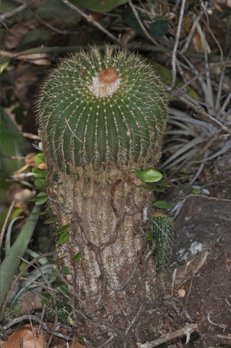 Cactus (Parodia schumanniana)
