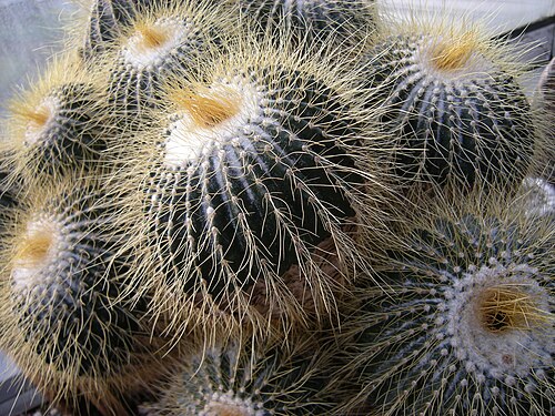 Cactus: Parodia schumanniana. Photographed at Volunteer Park Conservatory, Seattle, Washington.