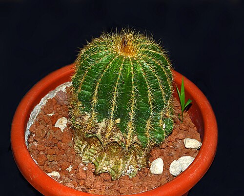 Cactus: Parodia shumanniana at the Orto Botanico dell'Università di Genova