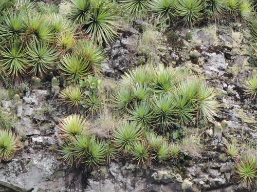 Cactus (Parodia schumanniana)