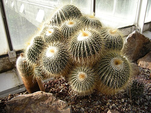 Cactus: Parodia schumanniana. Photographed at Volunteer Park Conservatory, Seattle, Washington.