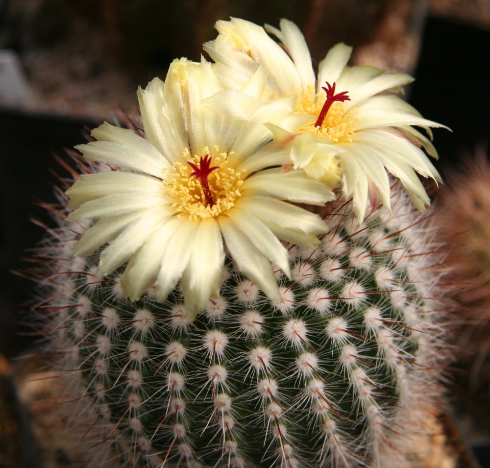 Cactus: Notocactus scopa in Blüte