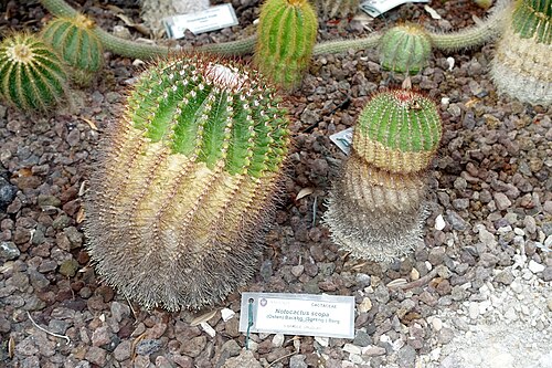 Cactus: Botanical specimen in the Orto botanico - Rome, Italy.