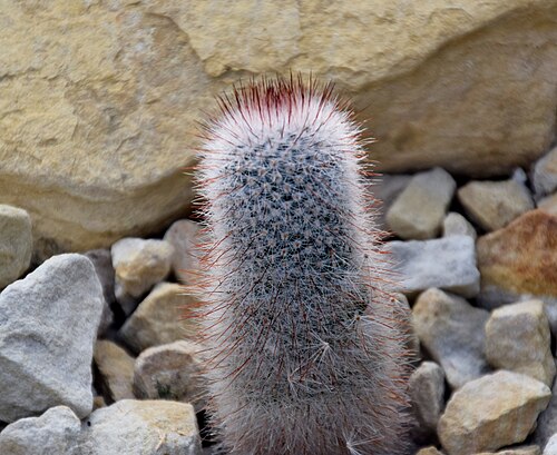Cactus: Parodia scopa in Tropengewächshäuser des Botanischen Gartens, Hamburg