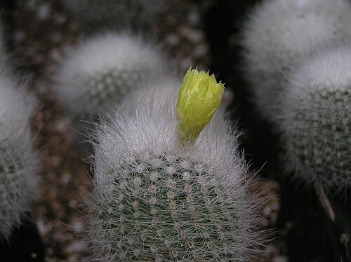 Cactus: 仙人掌-小町 Notocactus scopa [香港公園 Hong Kong Park]