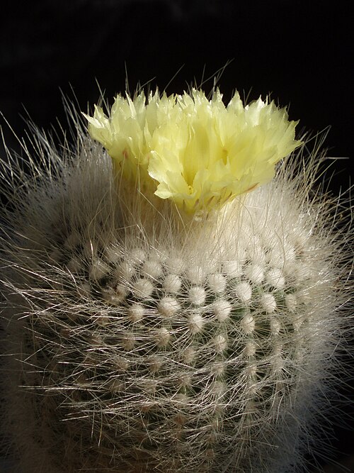 Cactus: flowering plant from type habitat, Rio Grande do Sul, Brasil
