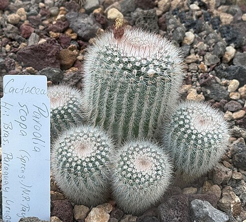 Cactus: Leipzig, botanical garden, Parodia scopa