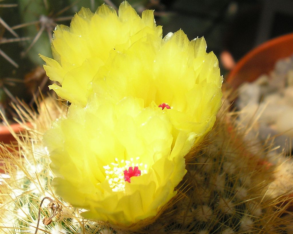 Cactus: One of Pukkagens cactuses in flower.
