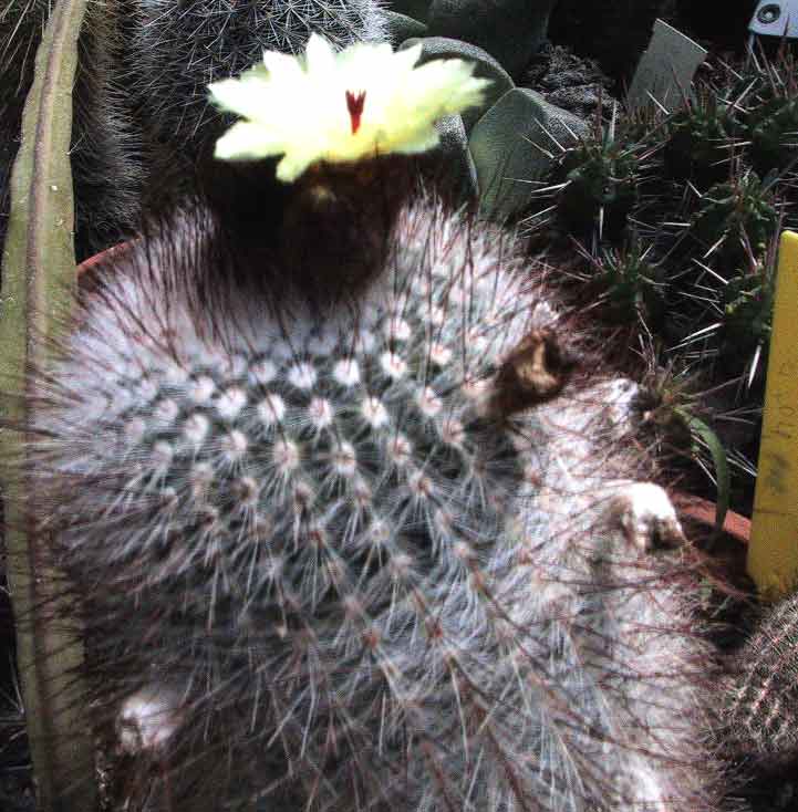 Cactus: Notocactus scopa