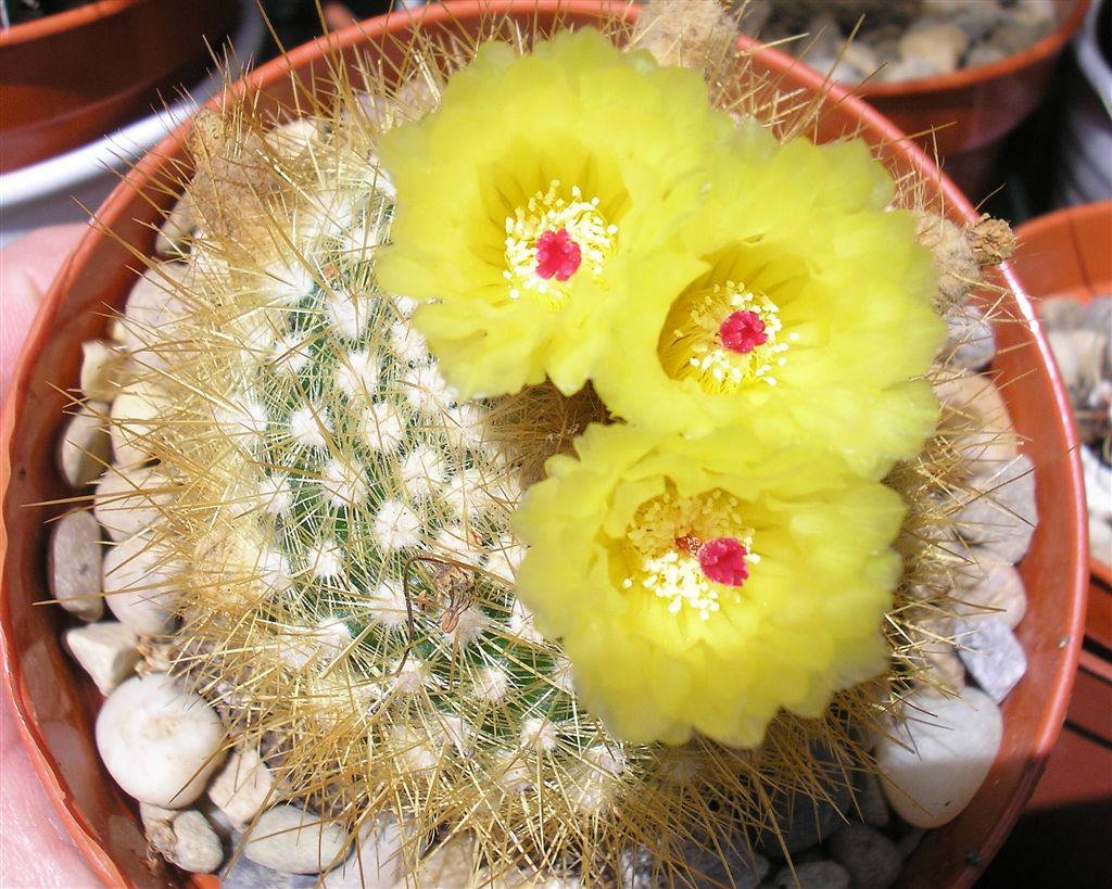 Cactus: Parodia scopa