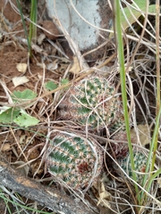 Parodia tenuicylindrica (Parodia tenuicylindrica)