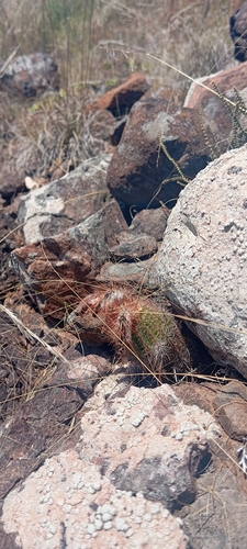 Parodia tenuicylindrica (Parodia tenuicylindrica)