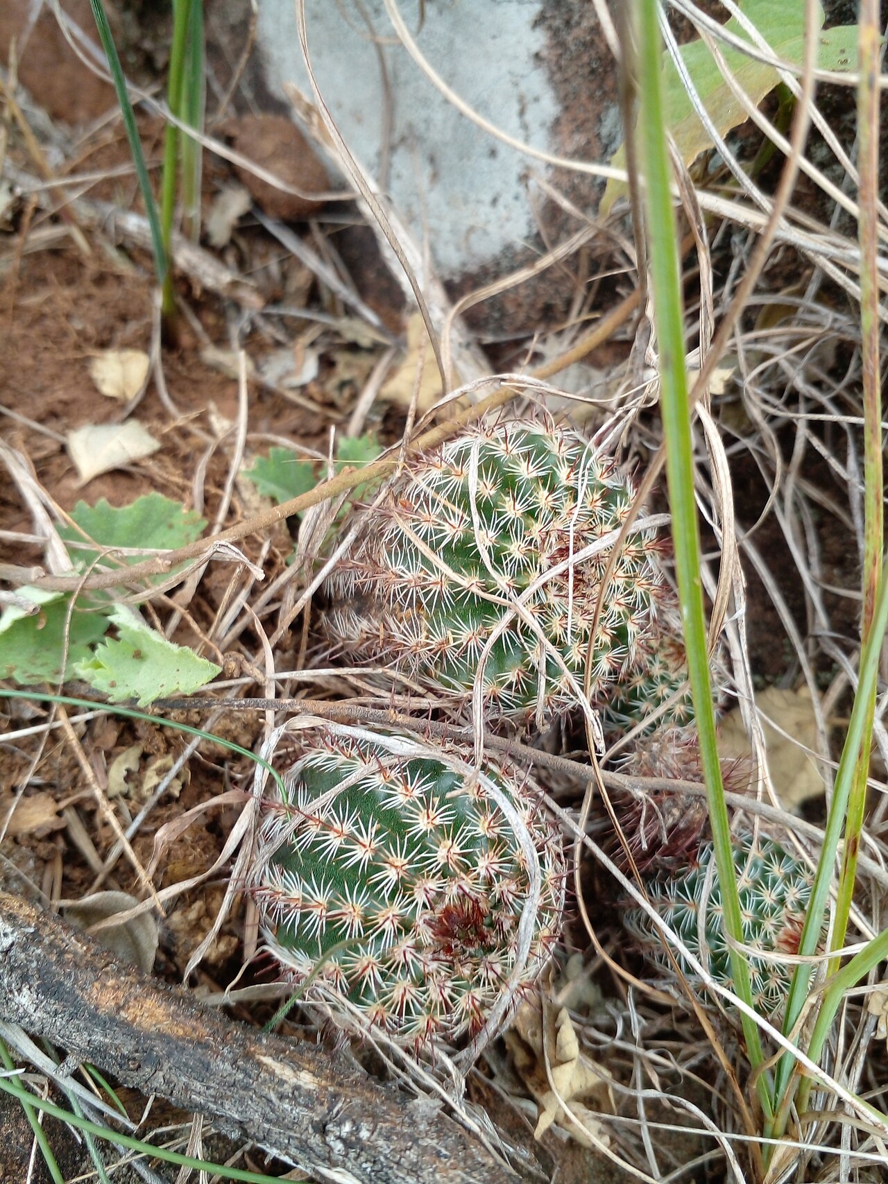 Parodia tenuicylindrica: Parodia tenuicylindrica in Uruguay