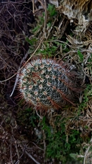 Parodia tenuicylindrica (Parodia tenuicylindrica)
