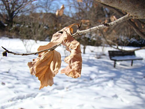 Persian ironwood: Chadwick Arboretum and Learning Gardens The Ohio State University Columbus, Ohio