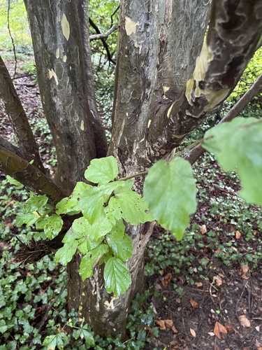 Persian ironwood (Parrotia persica)