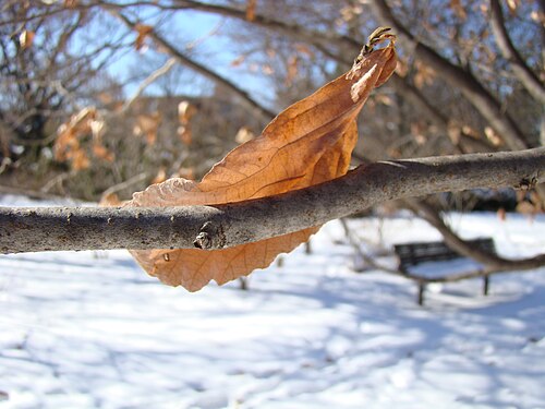 Persian ironwood: Chadwick Arboretum and Learning Gardens The Ohio State University Columbus, Ohio