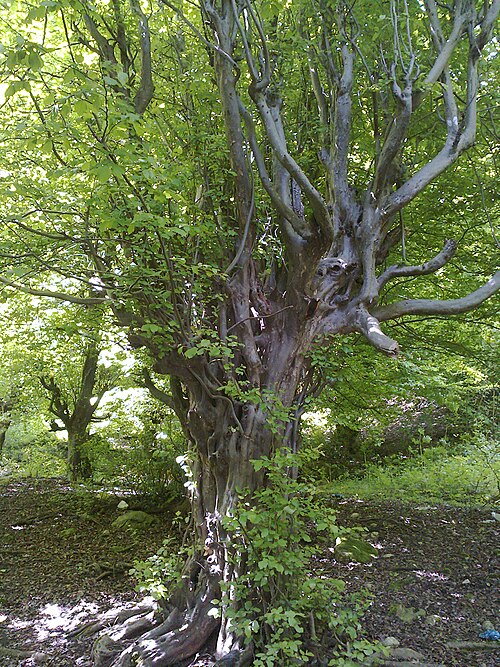 Persian ironwood: Photograph of a Persian Ironwood Parrotia persica , photo taken at the Ramsar in Iran.