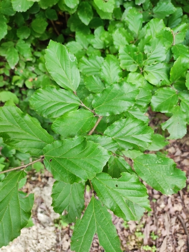 Persian ironwood (Parrotia persica)