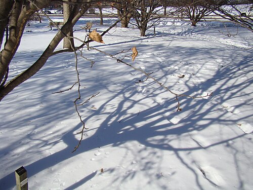 Persian ironwood: Chadwick Arboretum and Learning Gardens The Ohio State University Columbus, Ohio