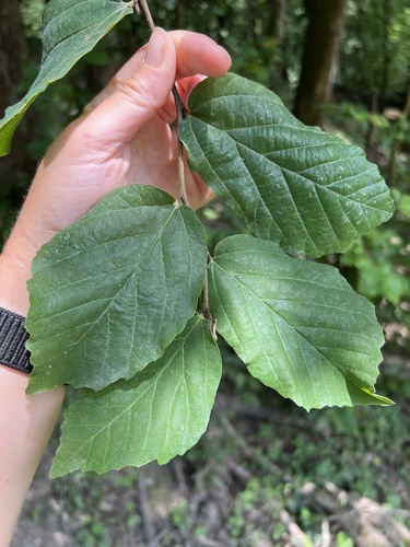 Persian ironwood (Parrotia persica)