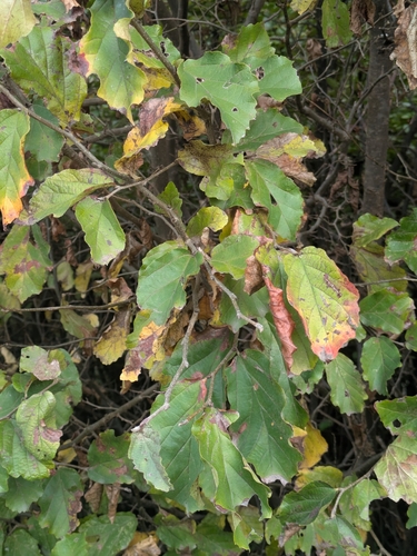 Persian ironwood (Parrotia persica)