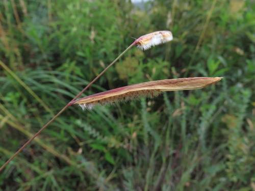 Paspalum ceresia (Paspalum ceresia)