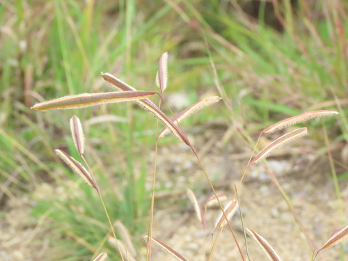 Paspalum ceresia (Paspalum ceresia)