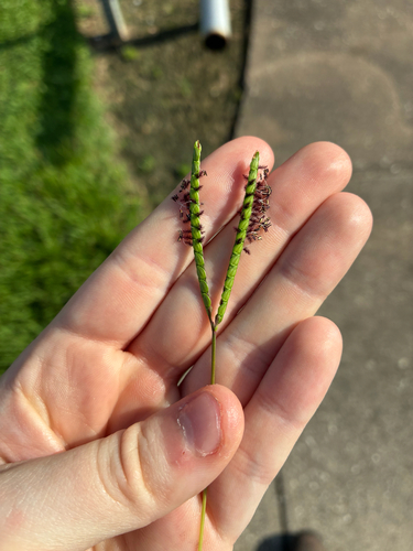 Bahia grass (Paspalum notatum)