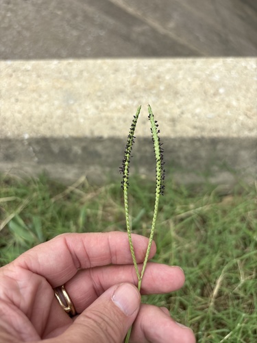 Bahia grass (Paspalum notatum)