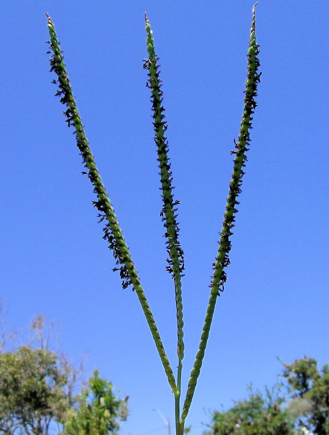 Bahia grass: Flowerheads are mostly digitate with 2 (occasionally 3) rather rigid branches 5-12 cm long that turn black when anthers and stigmas are out