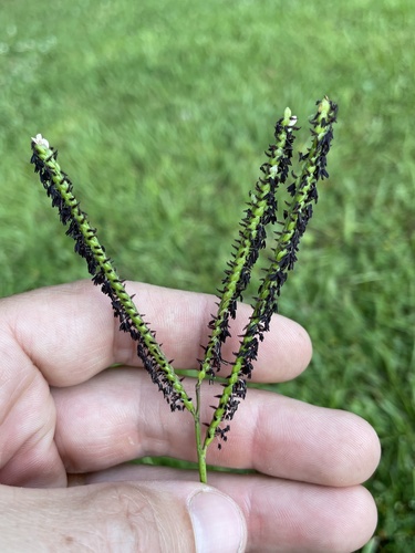 Bahia grass (Paspalum notatum)