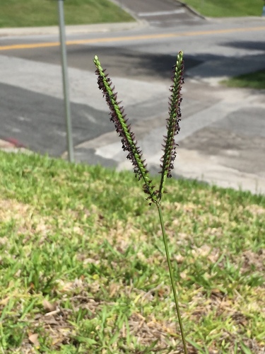 Bahia grass (Paspalum notatum)
