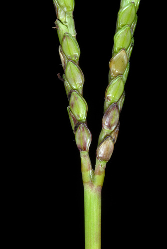 Bahia grass