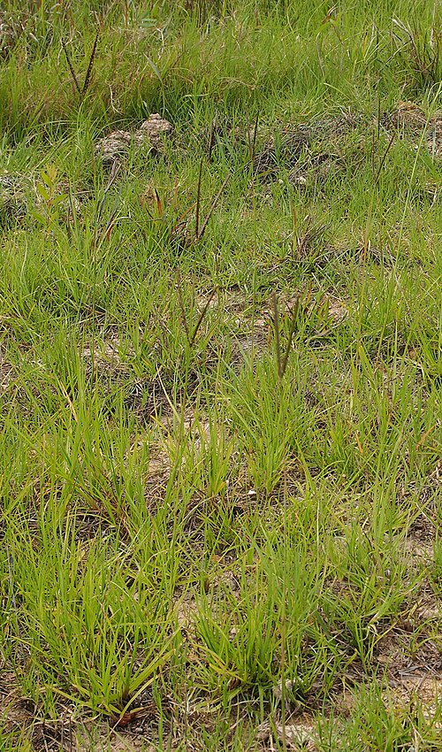 Bahia grass: Paspalum notatum habit. Canal Creek, Central Queensland