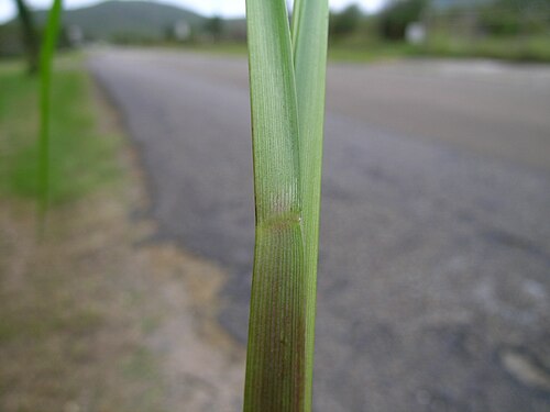 Bahia grass: Sheaths and leaves are hairless.